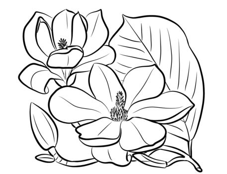 Página para colorear de magnolia del sur
