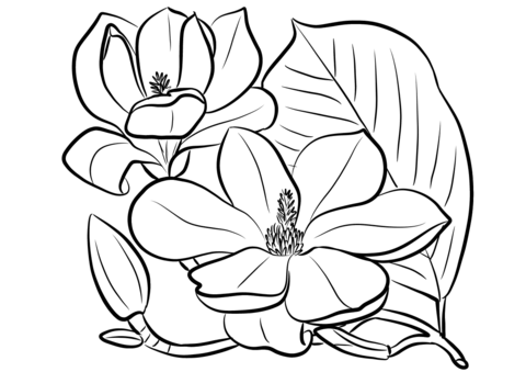 Página para colorear de magnolia del sur