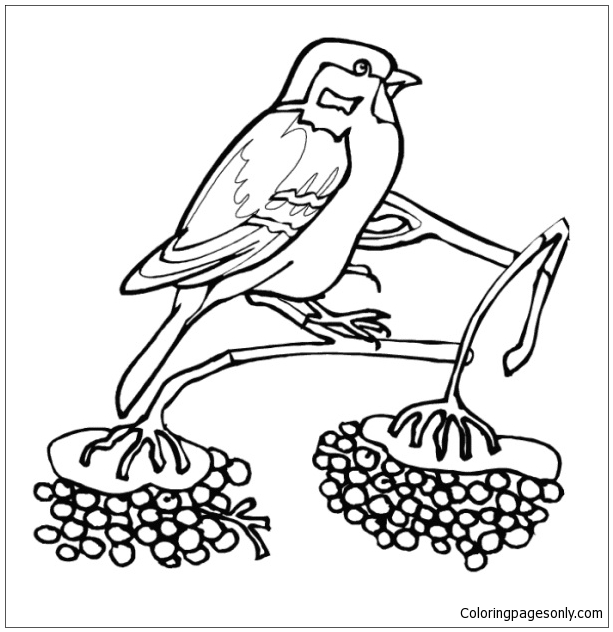Sparrow Bird Winter Animal Coloring Page