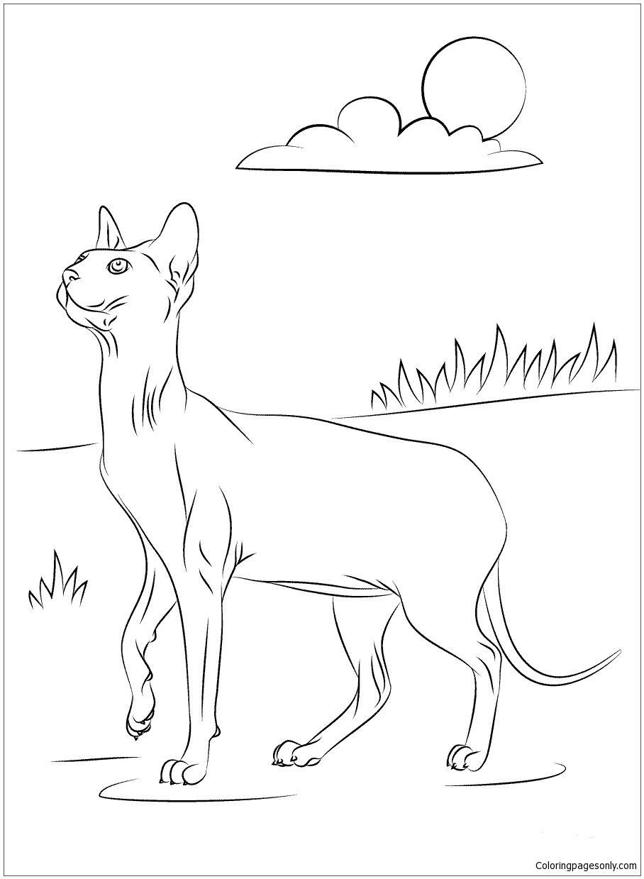 Sphynx Cat Coloring Pages - Cat Coloring Pages - Coloring Pages For