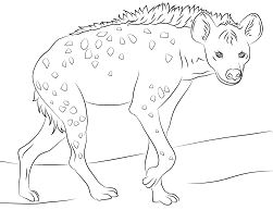 Spotted Hyena Coloring Page