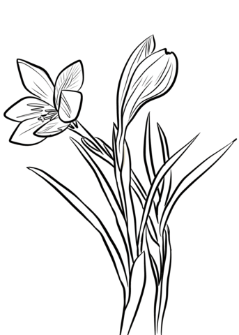 Spring Crocus Coloring Pages