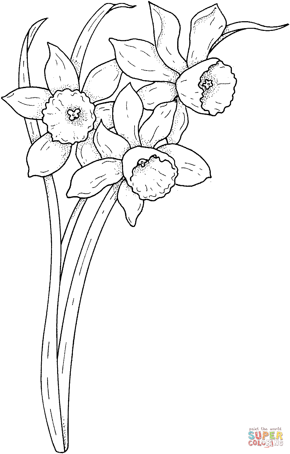 Spring narcissus Coloring Page