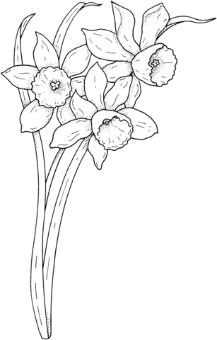 Spring narcissus Coloring Page