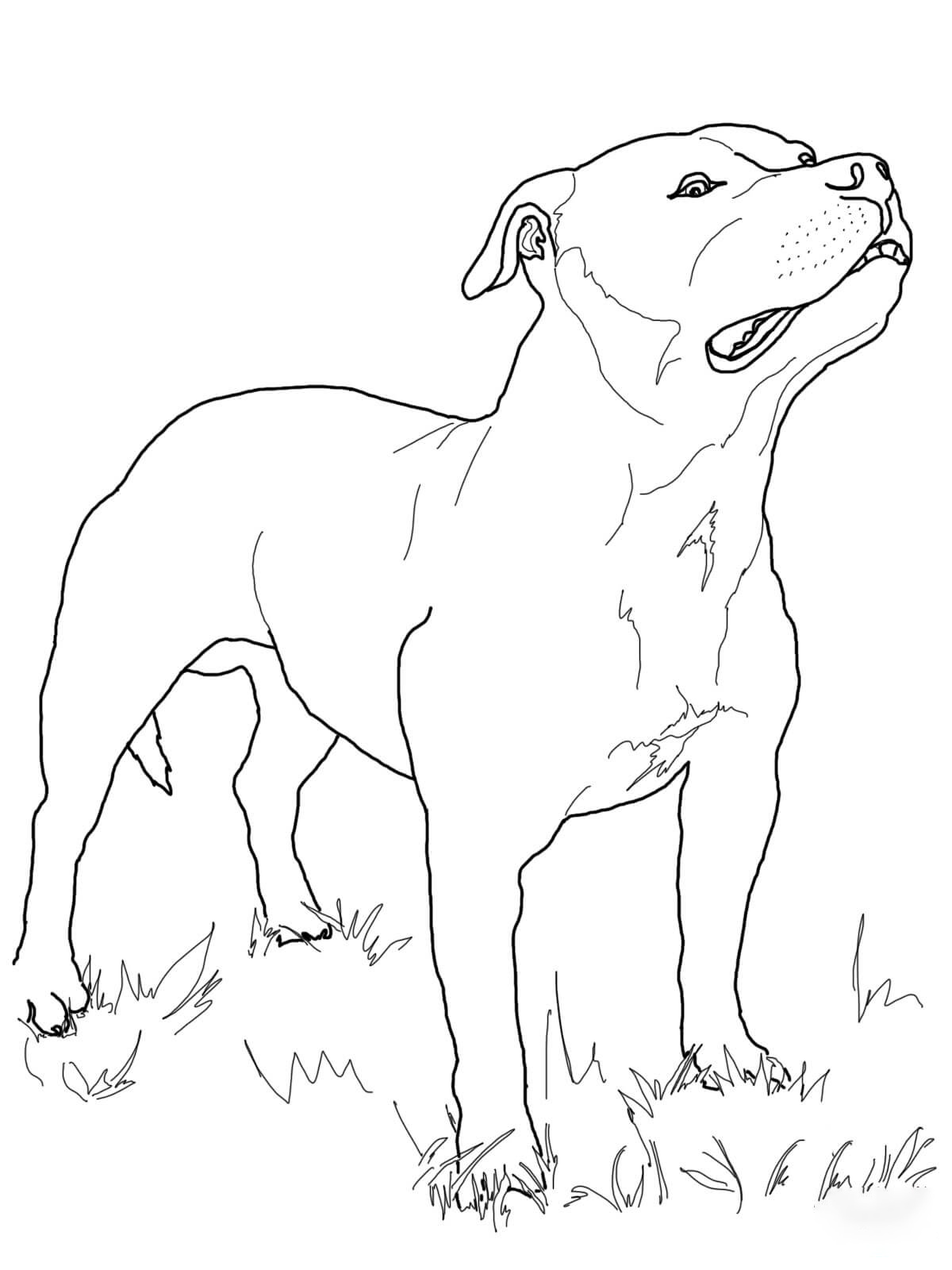 Staffordshire Bull Terrier de chiens