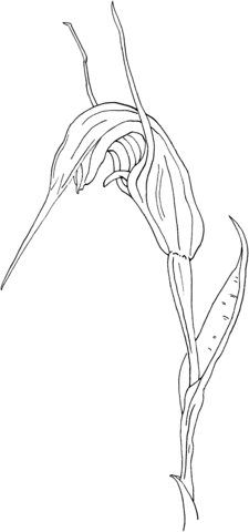 Summer Greenhood Pterostylis Decurva Coloring Pages