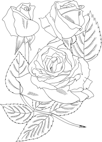 Sundowner Rosa Grandiflora Coloring Pages