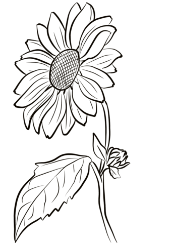 Sunflower Coloring Pages