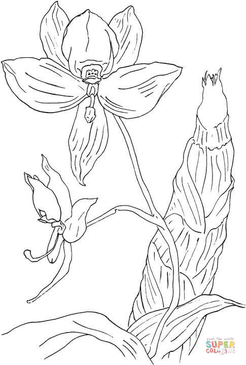 Swan Orchid Coloring Pages