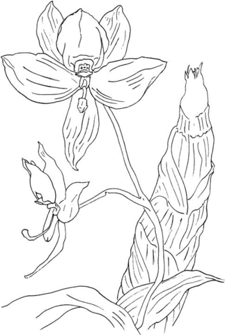Swan Orchid Coloring Page