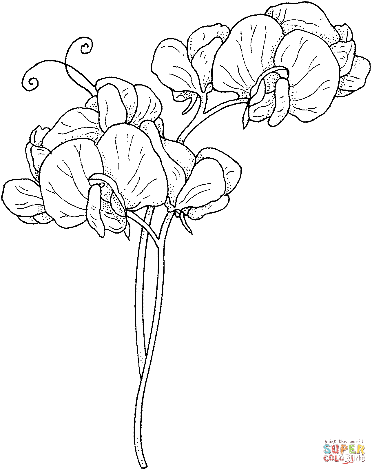 Sweet Pea Flowers Coloring Pages
