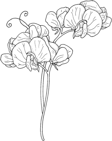 Sweet Pea Flowers Coloring Page
