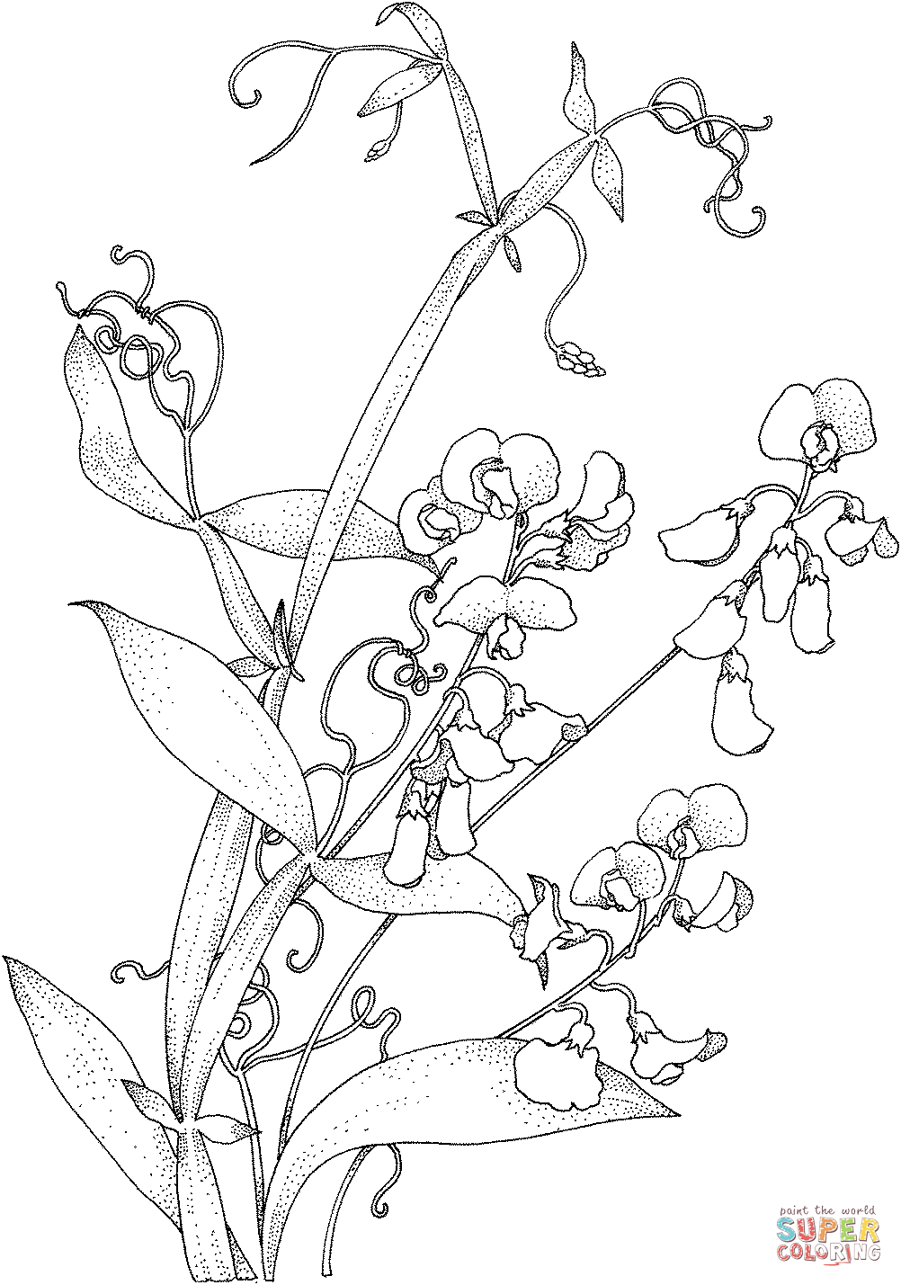 Sweet Pea Vine Coloring Pages