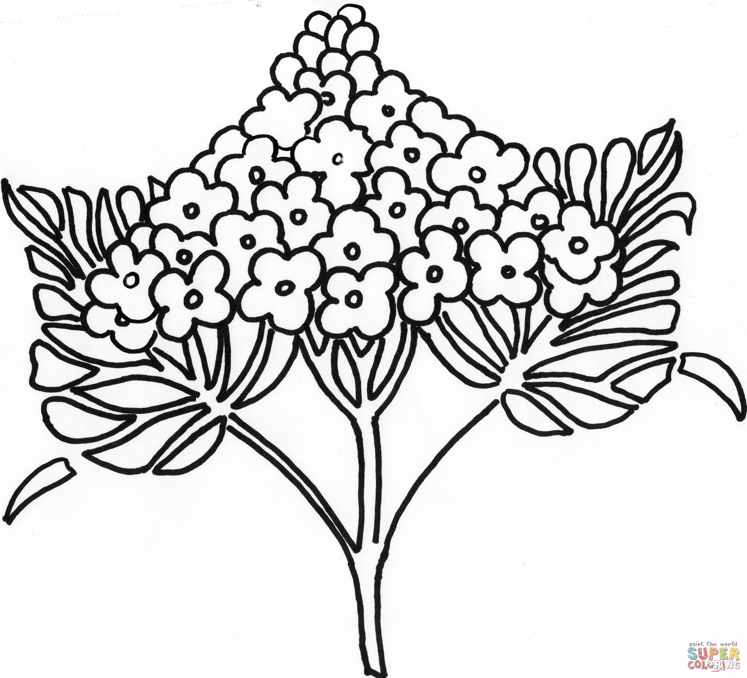Syringa Lilac Flower Coloring Pages
