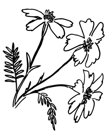 Tagetes Marigolds Coloring Page