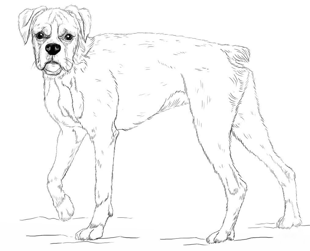 Tall Boxer Dog Coloring Pages