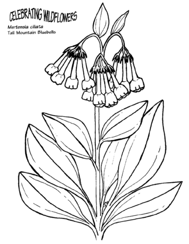 Tall Mountain Bluebells Coloring Page