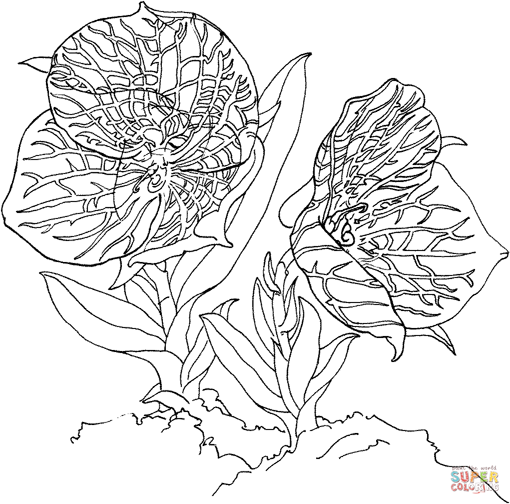 Telipogon Croesus Orchid Coloring Page