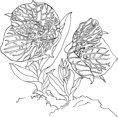 Telipogon Croesus Orchid Coloring Pages
