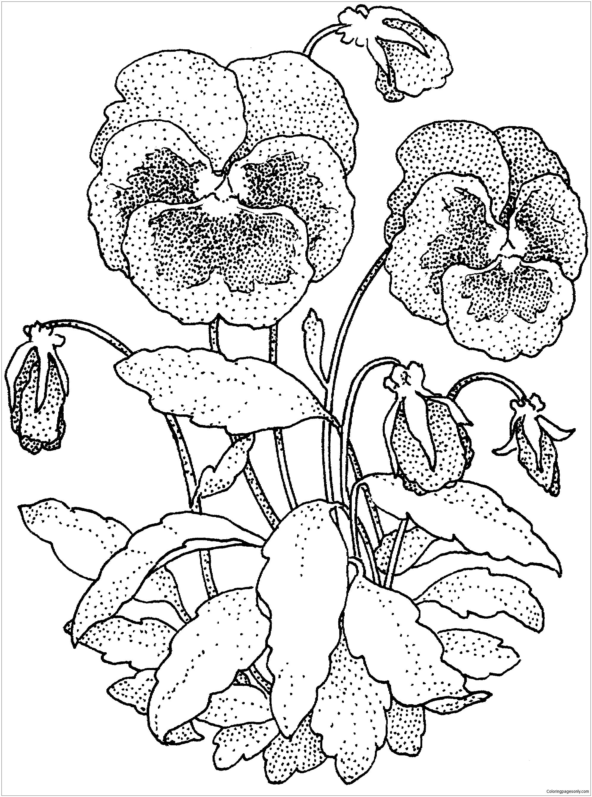 The Garden Pansy Coloring Page