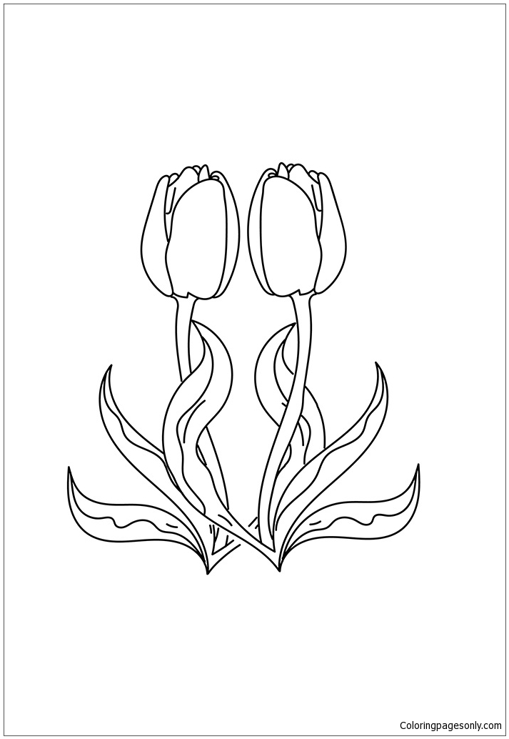 The Tulip Coloring Pages