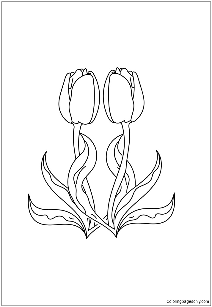 A tulipa da primavera