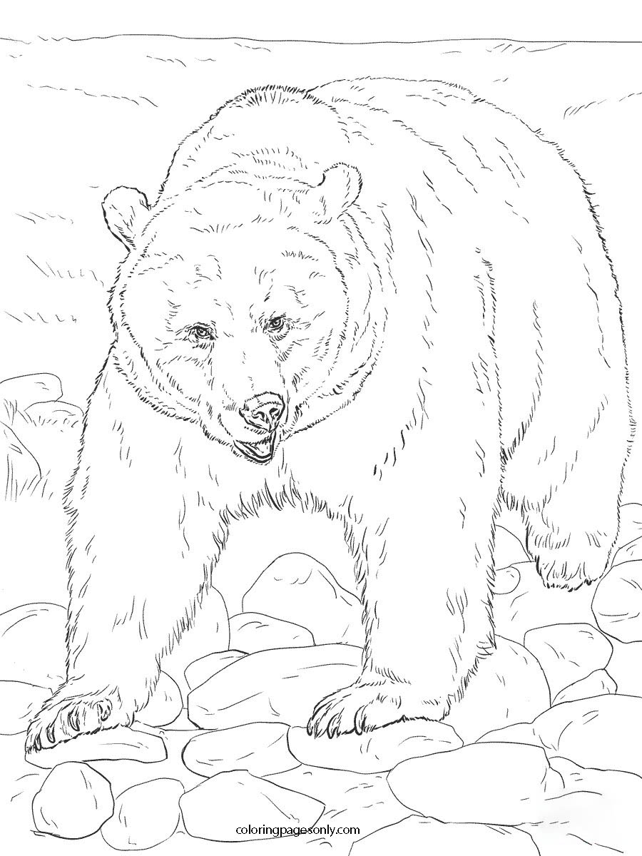 De witte beer op de noordpool van de Noord- en Zuidpool
