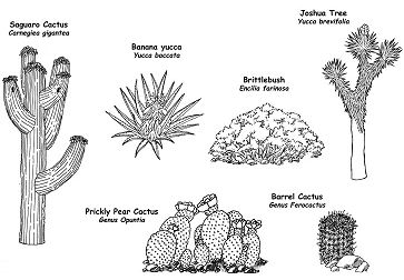 The Wild Flowering Plants Of The Desert Coloring Pages