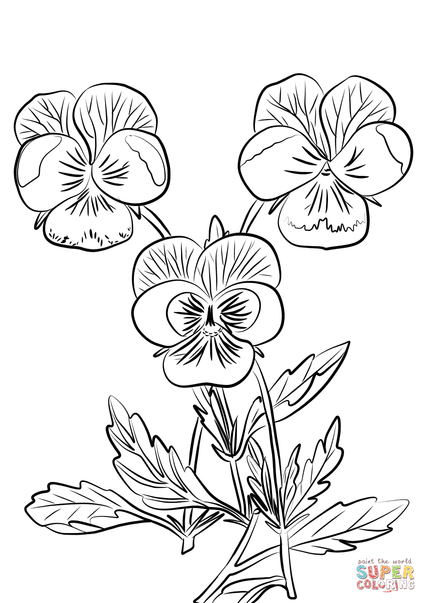 Three Pansies Coloring Page