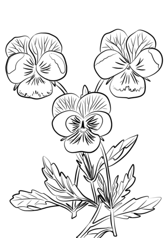 Three Pansies Coloring Pages
