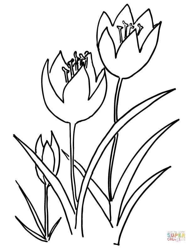 Tre tulipani da Tulip