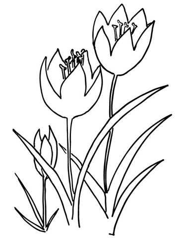 Three Tulips Coloring Page