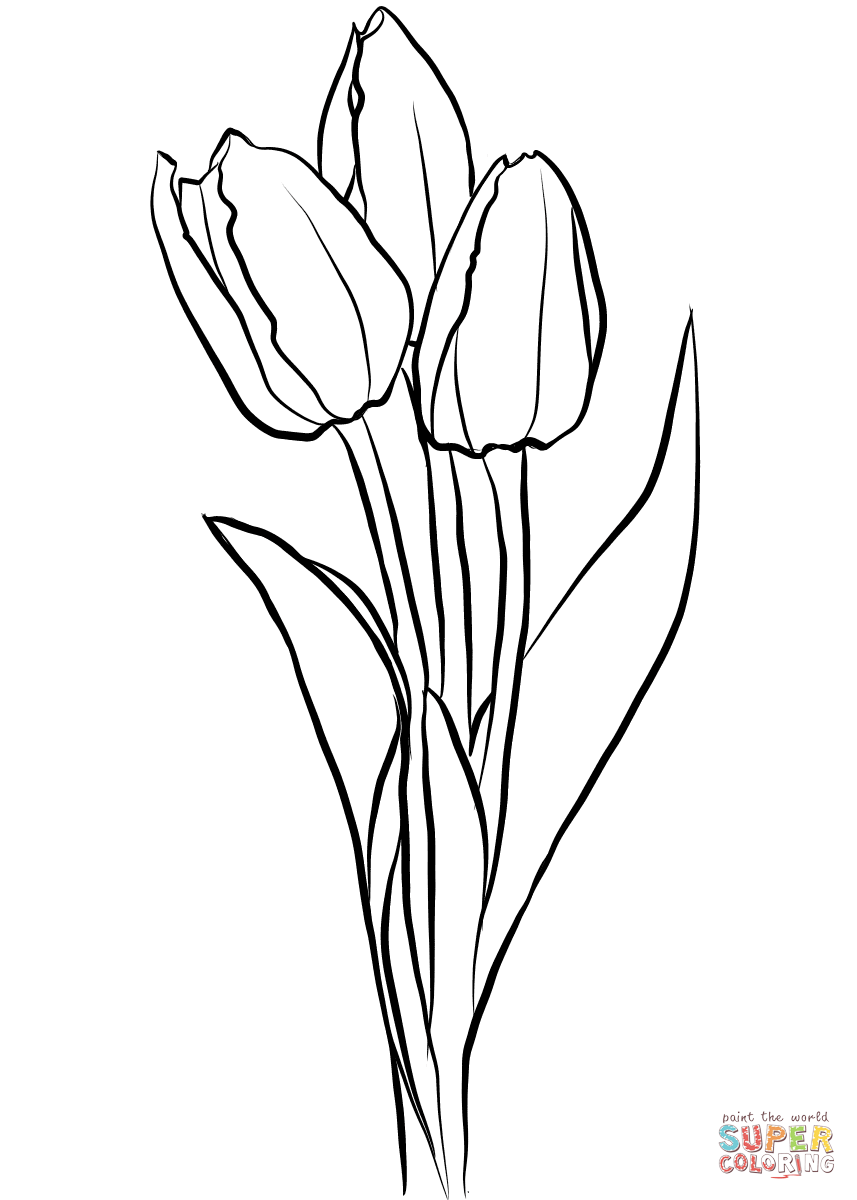 Three Tulips Coloring Pages