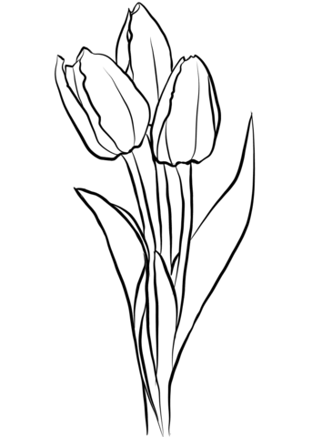 Three Tulips Coloring Page