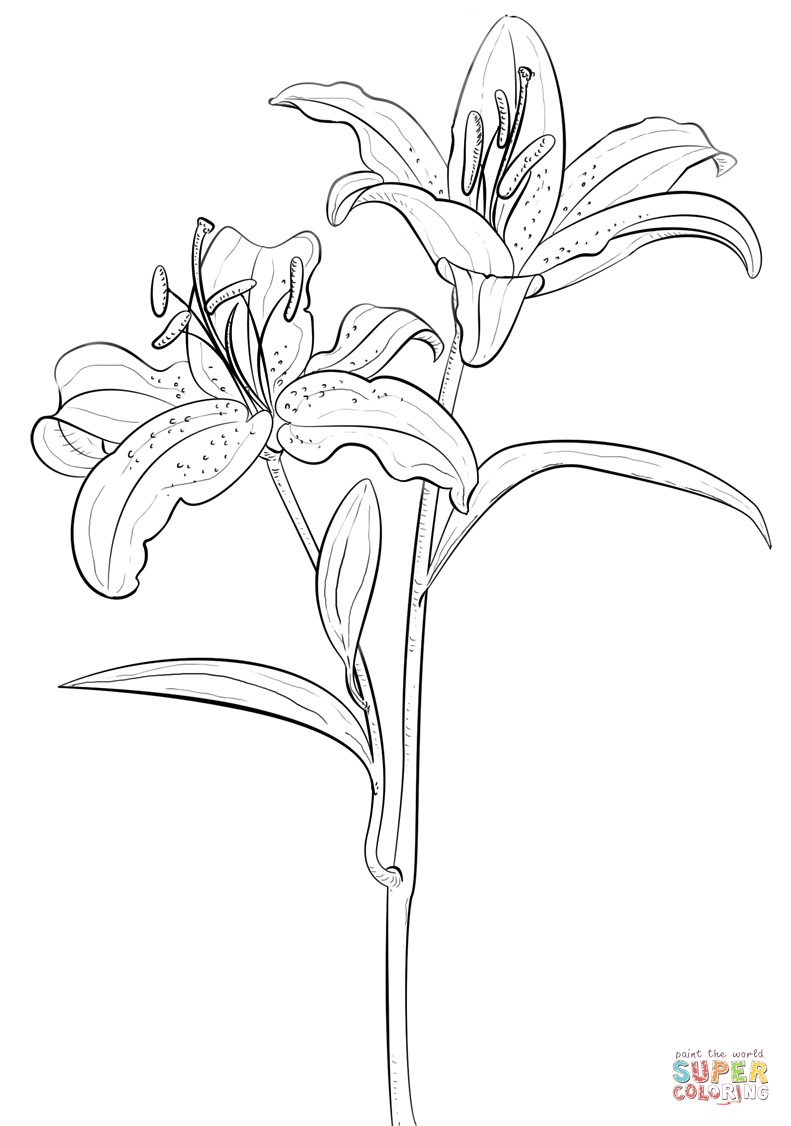 Tiger Lily Coloring Page