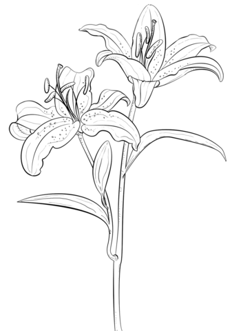 Tiger Lily Coloring Pages