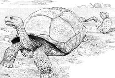 Tortoise In A Desert Coloring Page