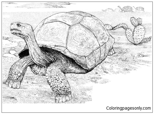 Tortoise In A Desert from Deserts