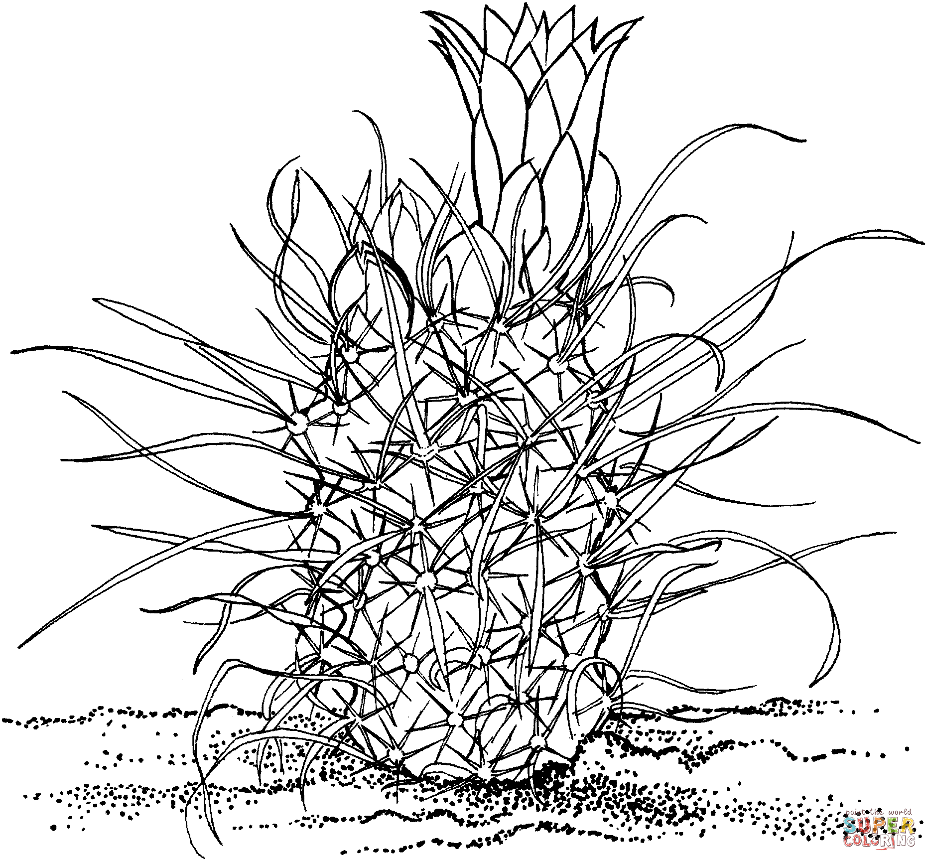 Toumeya Papyracantha أو Gramma Grass Cactus من الصبار
