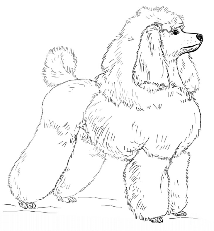 Toy Poodle Coloring Pages