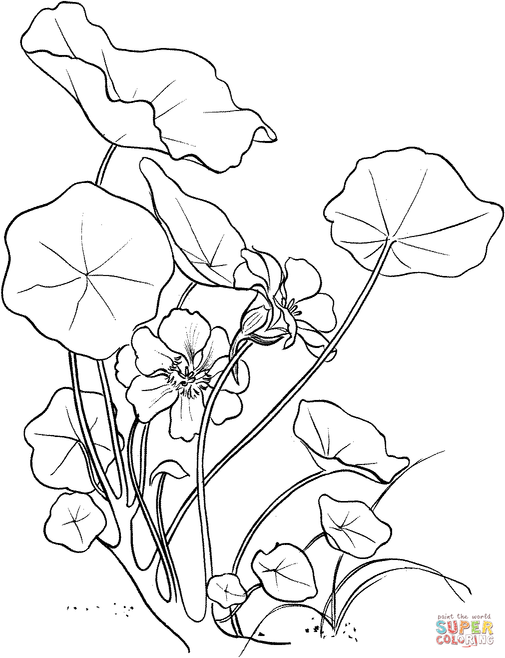 Tropaeolum Majus oder Garten-Kapuzinerkresse aus Kapuzinerkresse