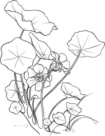 Tropaeolum Majus or Garden Nasturtium Coloring Page