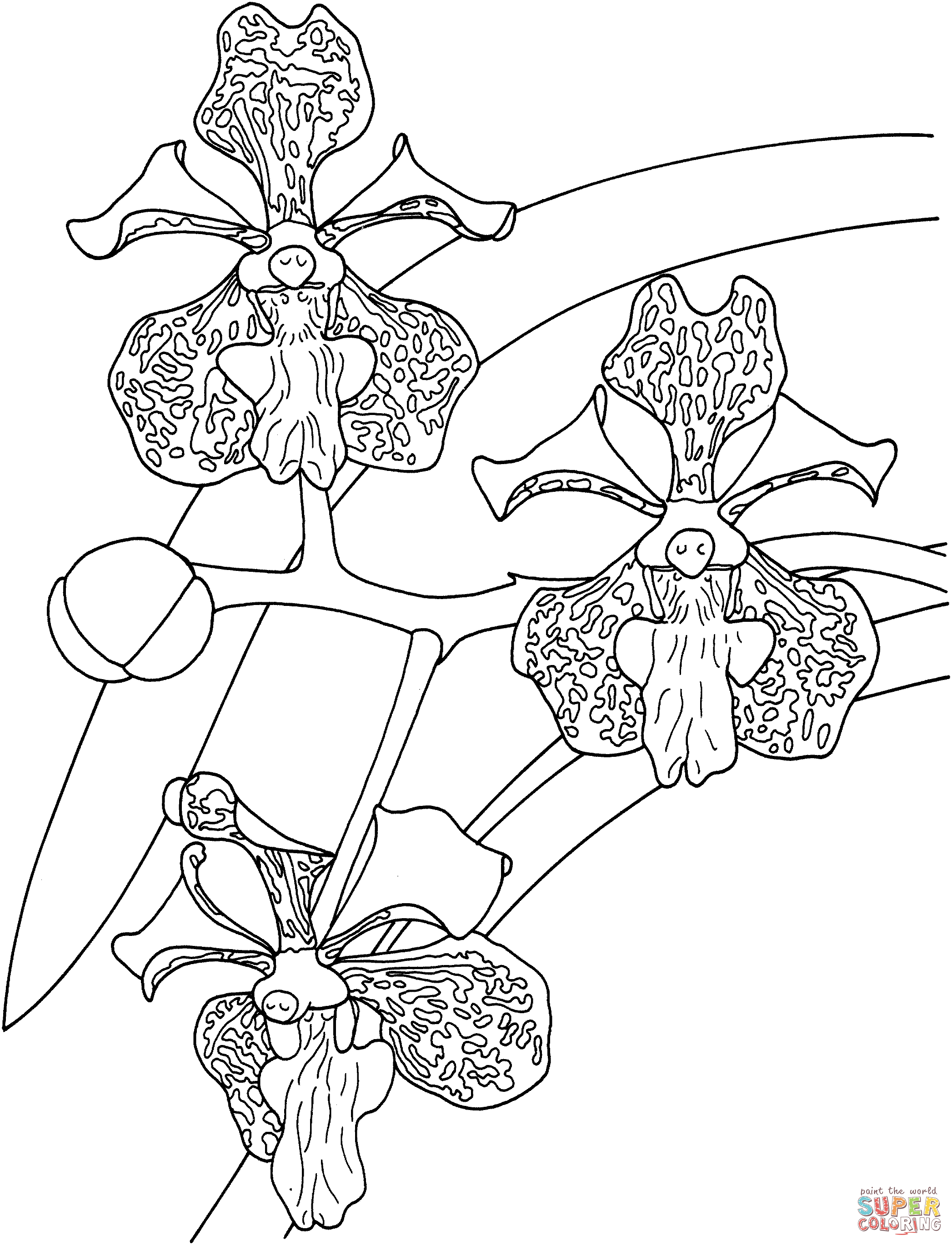 Tropische Vanda-Tricolor-Orchidee von Orchid