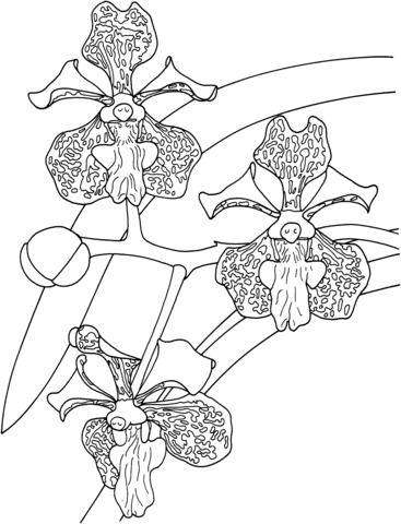 Tropical Vanda Tricolor Orchid Coloring Pages
