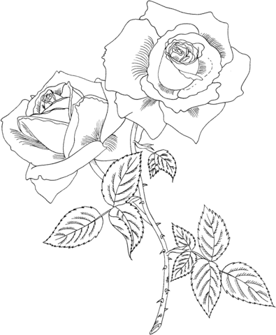 Página para colorir de rosa de chá híbrida Tropicana
