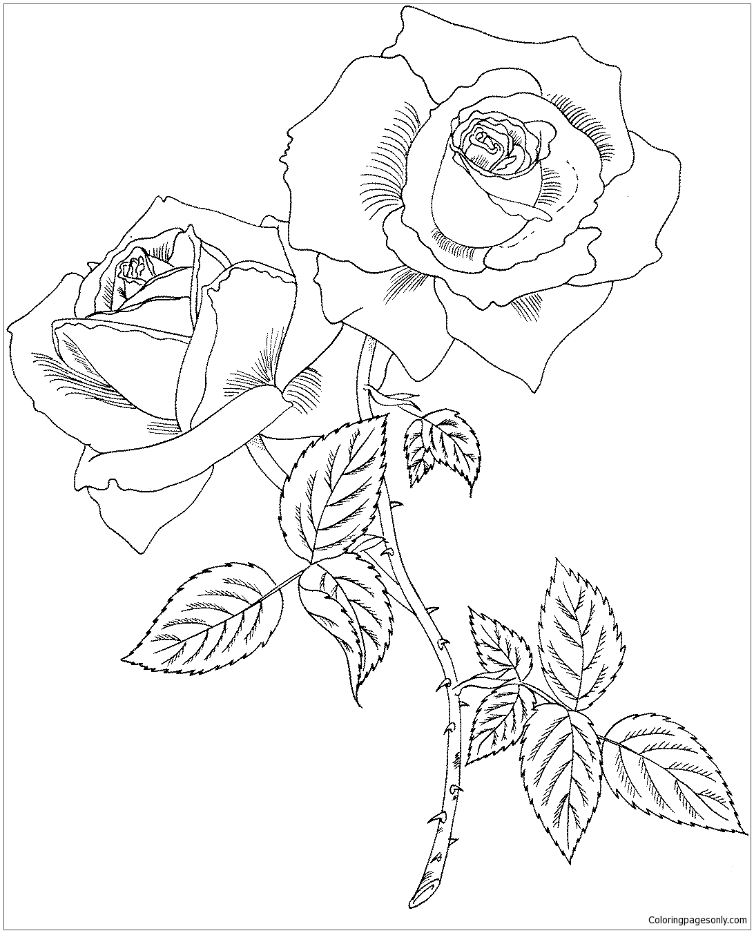 Pagina da colorare di Tropicana Hybrid Tea Rose