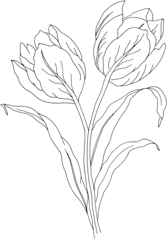 Tulip Flower Coloring Page
