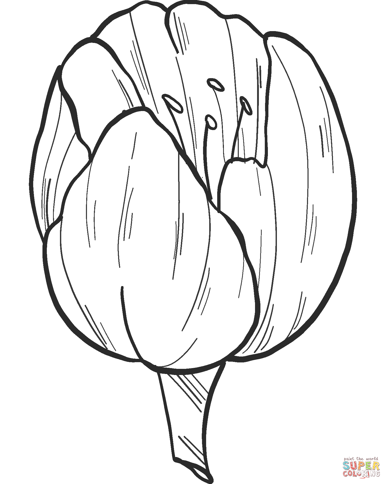 Tulp van Tulp