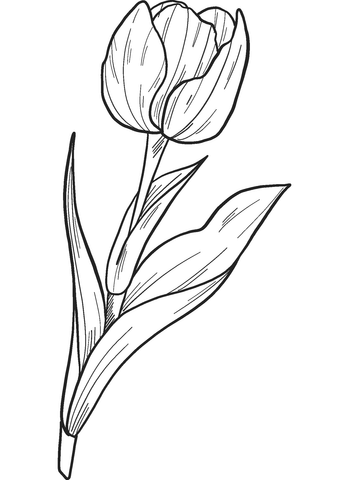 Tulip Coloring Page