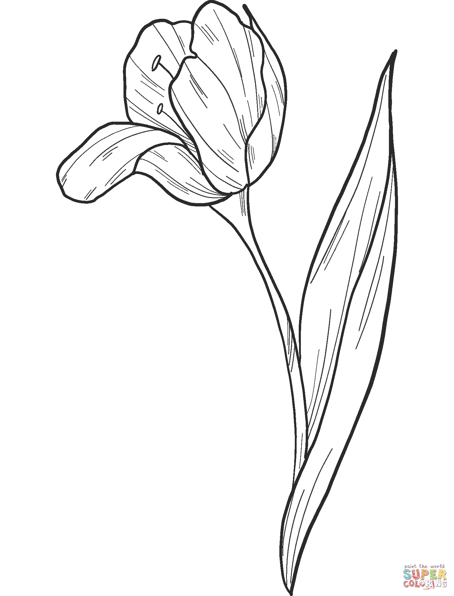 Tulipano dal tulipano